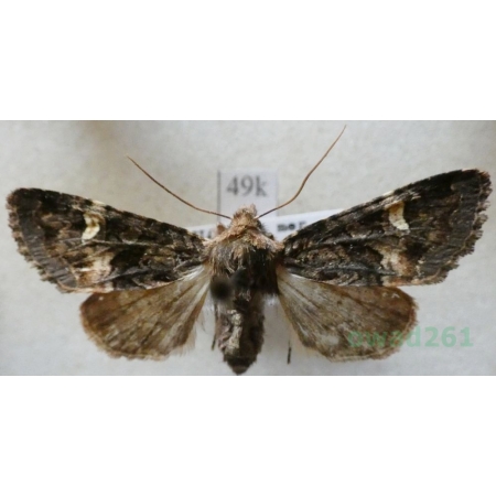 Rileyiana fovea (Treitschke, 1825) Czech49k